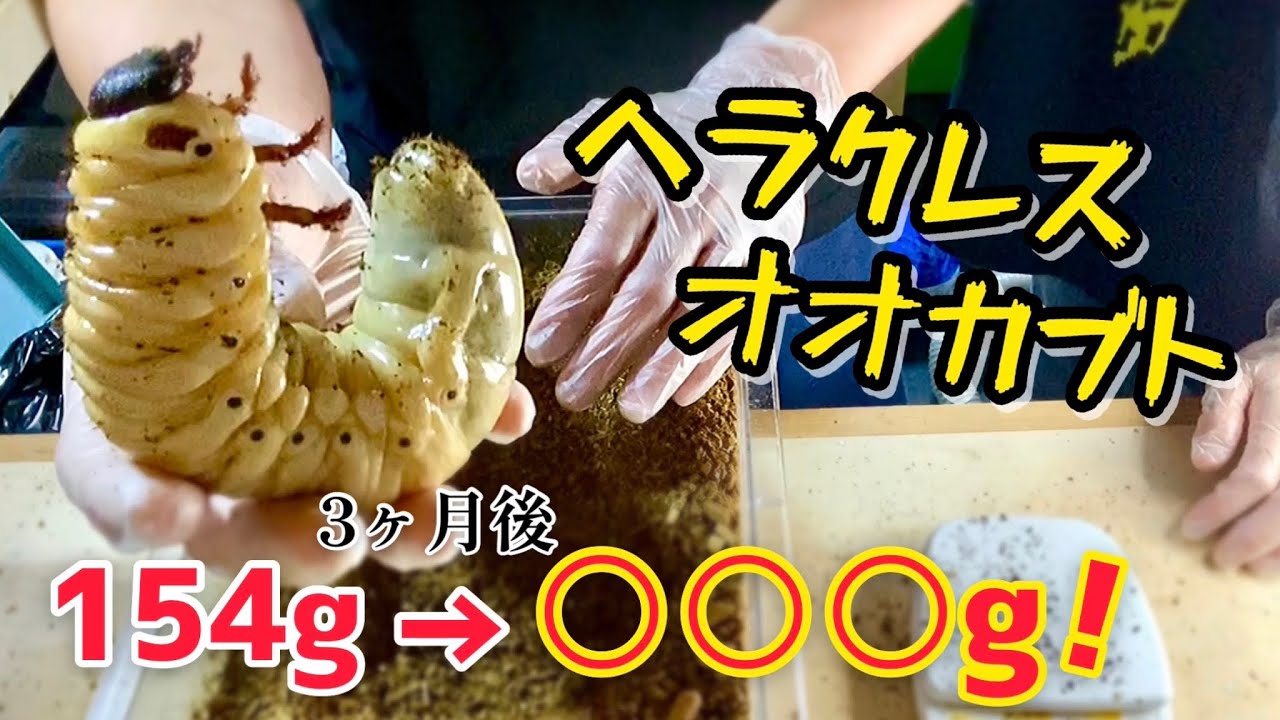 ヘラクレスがまさに絶好調！200gオーバー狙います！
