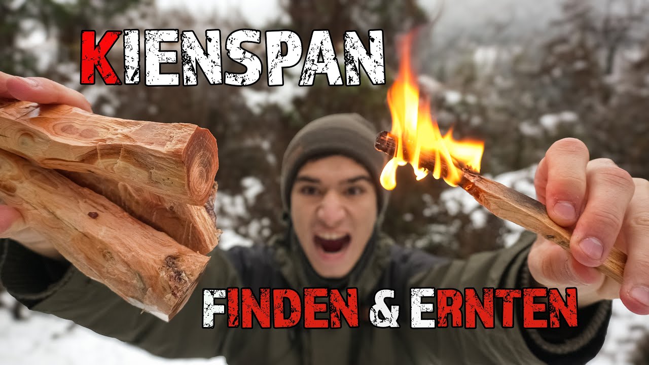 Den besten KIENSPAN erkennen, finden & sammeln?? | Feuer machen Tipps & Tricks  Bushcraft Survival