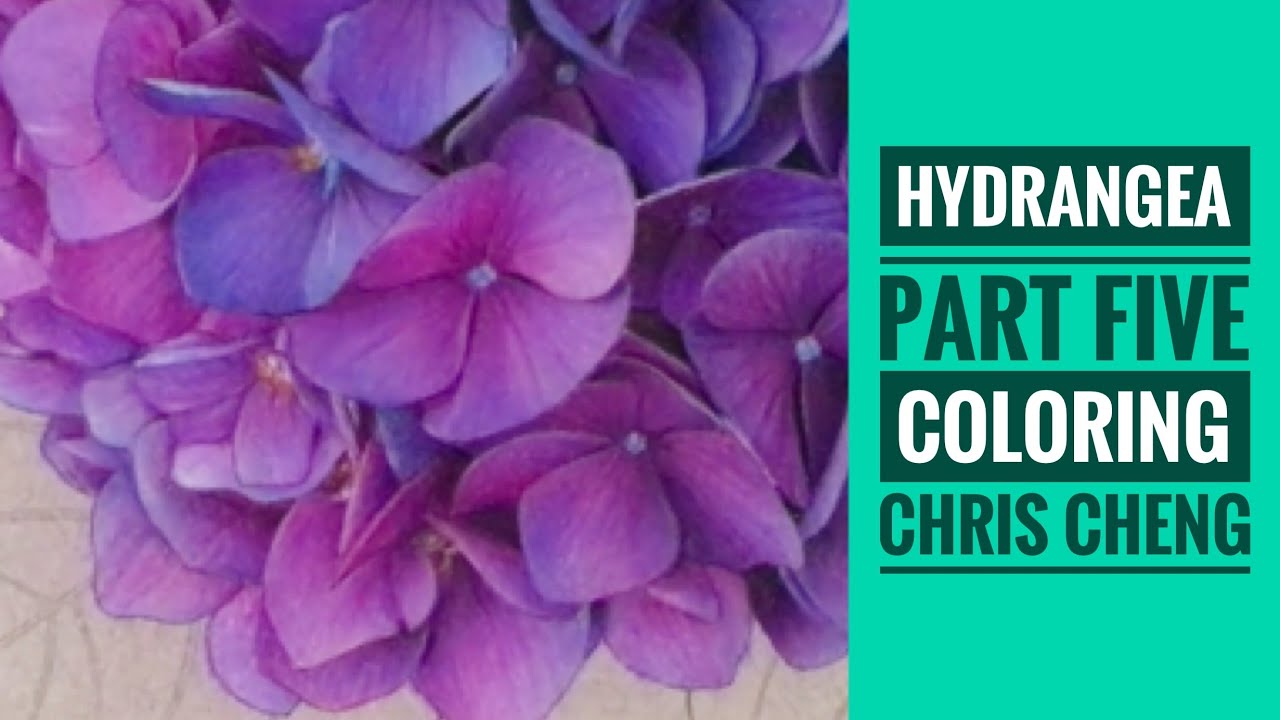 HYDRANGEA - Part 5: Flowers Coloring // Chris Cheng