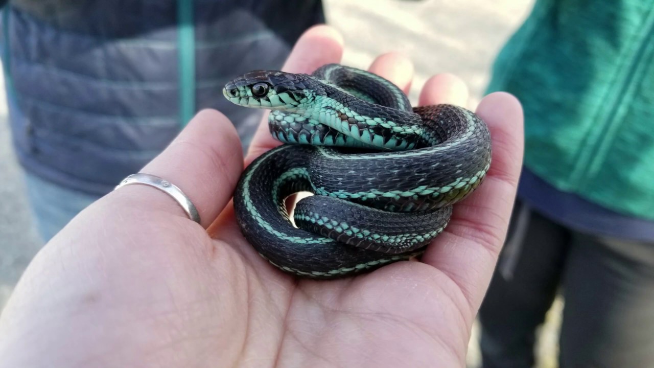 Species spotlight: Garter Snakes