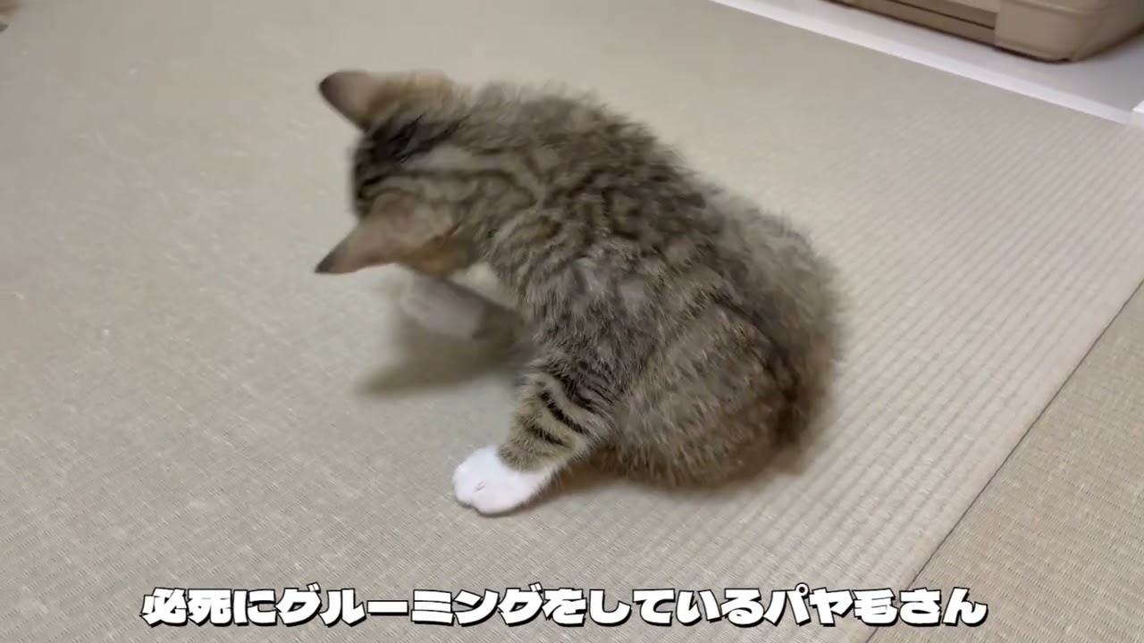 ロキくんの部屋 202309 Vol 90