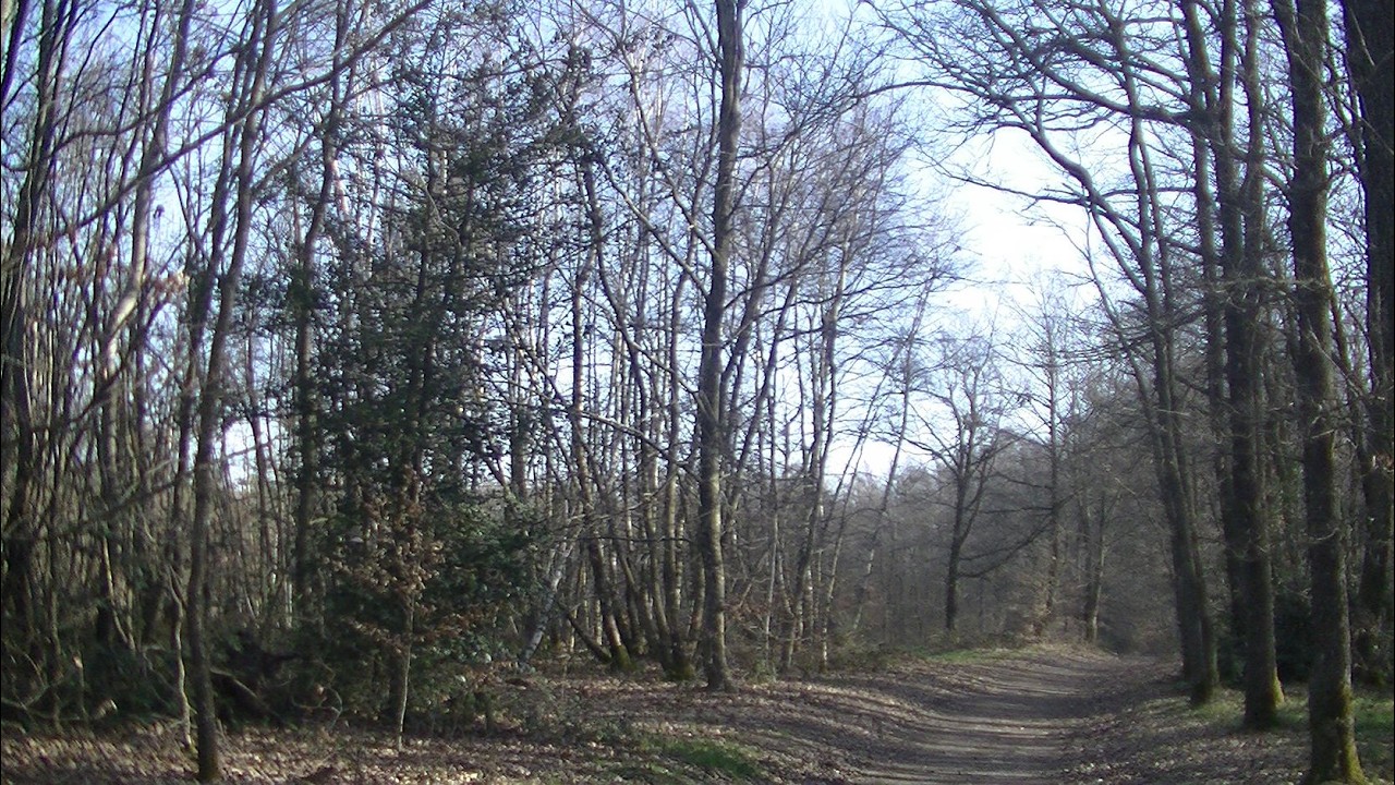 La forêt chantonne et je vais d'un pas rêveur à Auroure (Haute-Loire)