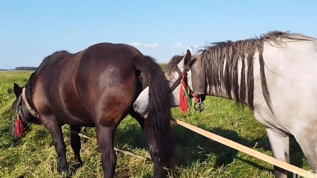 ЛОШАДИ🐎 МОЛОДОЙ ЖЕРЕБЕЦ ПРИБЕЖАЛ К  КОБЫЛЕ