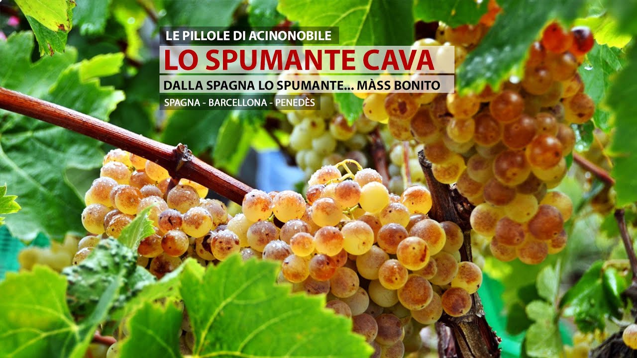 IL CAVA | LO SPUMANTE DI SPAGNA