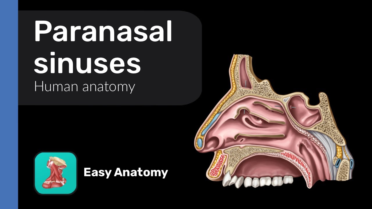 Paranasal sinuses | Anatomy & Function