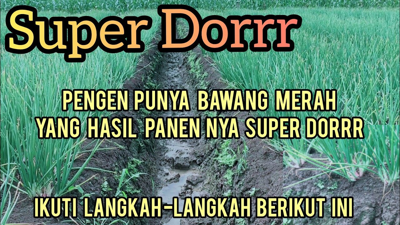 SUPER DORRR TERNYATA SEPERTI INI CARA MEMBUAT UMBI JADI SUPER BESAR