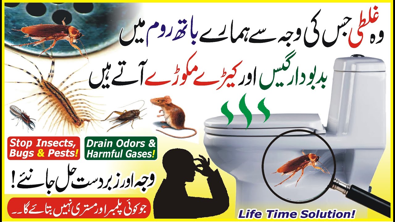 Remove Sewerage Smell, Harmful Gases & Insects From Bathroom, Technical Solution of Drain Odor & Bug