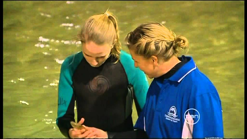 Dolphins detect pregnancy in humans