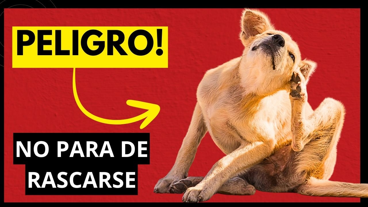 ¿Tu PERRO no deja de RASCARSE 🚨 8 Señales de Alerta que NO Debes Ignorar