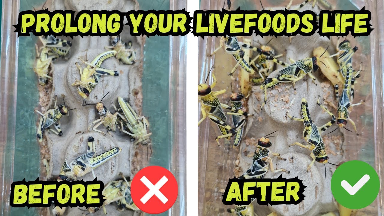 Ultimate Guide to Feeder Insect Care | Gut Loading, Housing & Feeding Tips