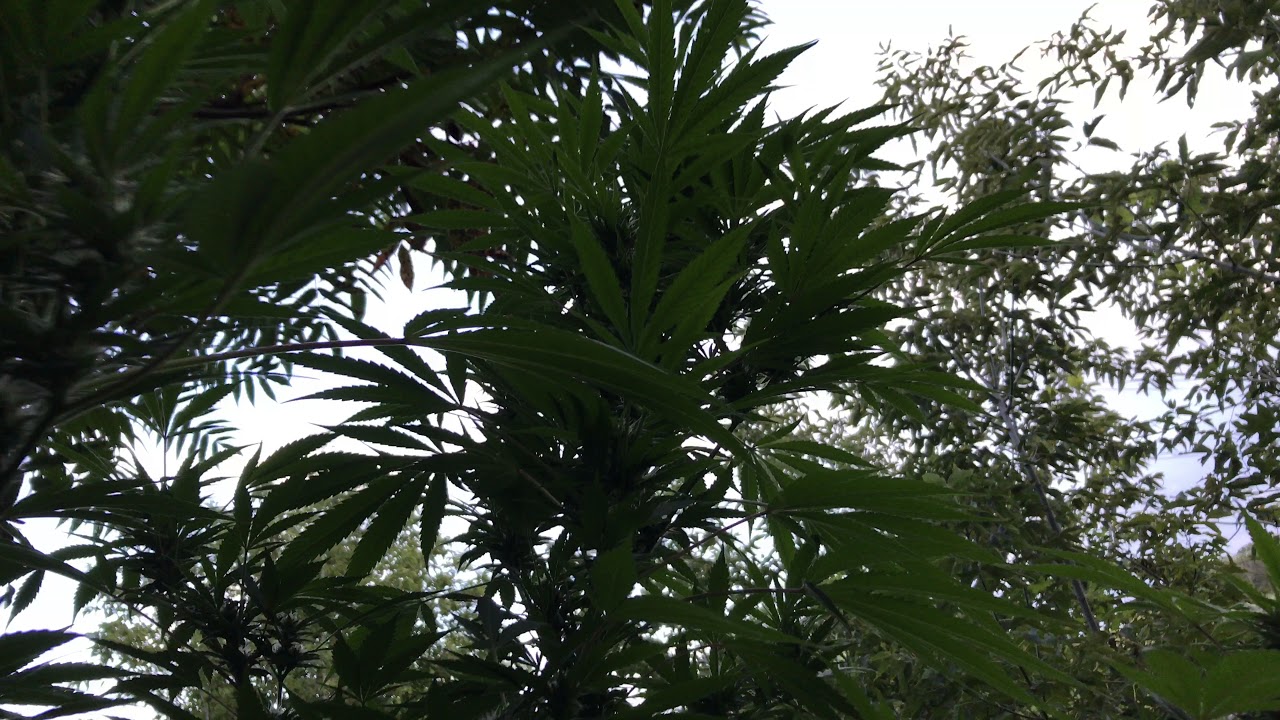 Cannabis Grow September 7 2017