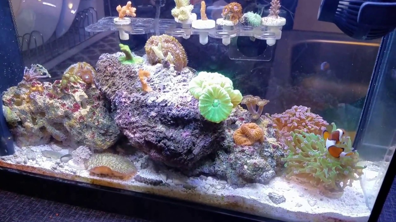 Fluval Evo V Nano Reef Aquarium - Tank Update 13  + Question