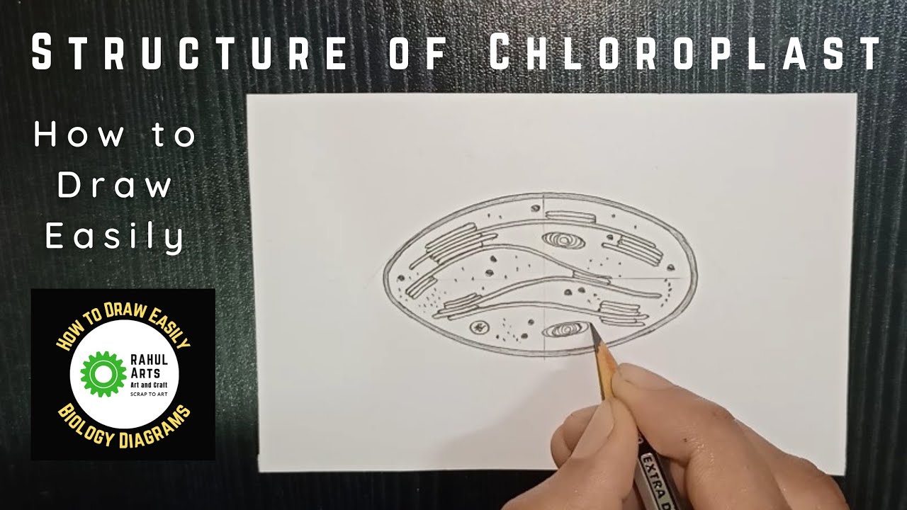 How to draw Structure of a Chloroplast @RAHULArts_Biology
