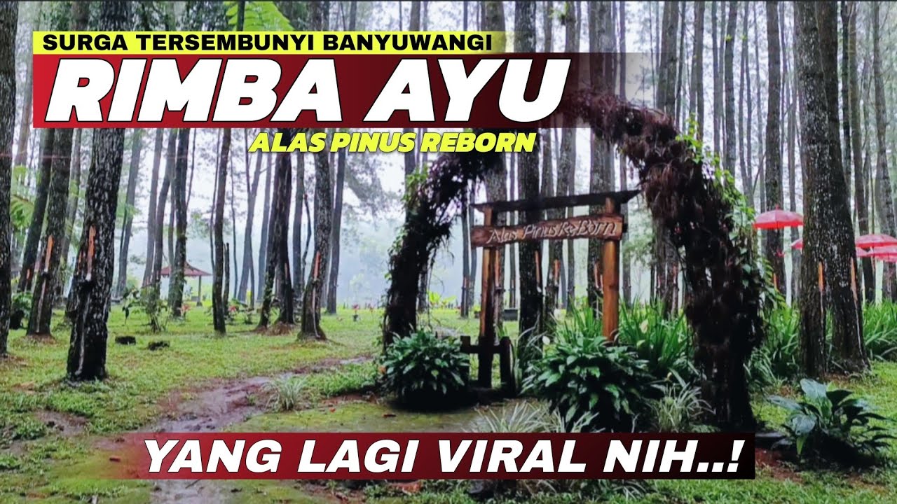 Surga Tersembunyi Banyuwangi Barat! Melihat Keindahan Rimba Ayu Alas Pinus Reborn Terbaru 2025