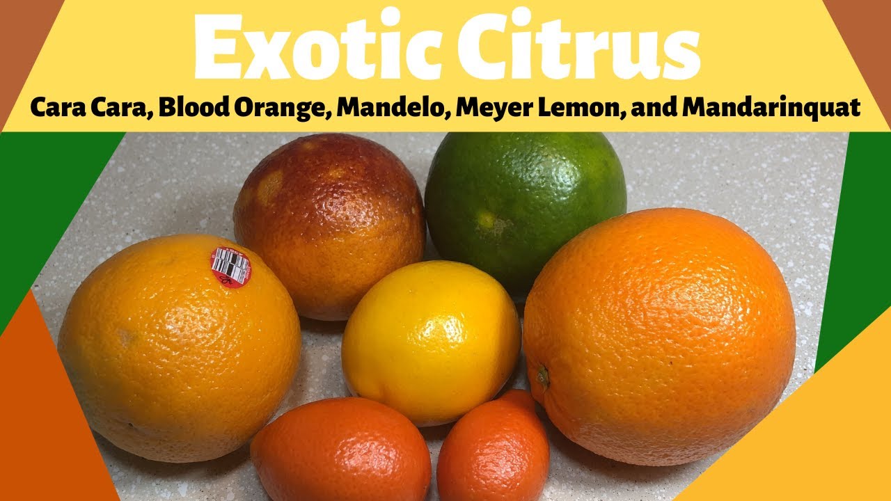 Exotic Citruses| Blood Orange, Cocktail Grapefruit, Cara Cara Navel, Meyer Lemon, Mandarinquat