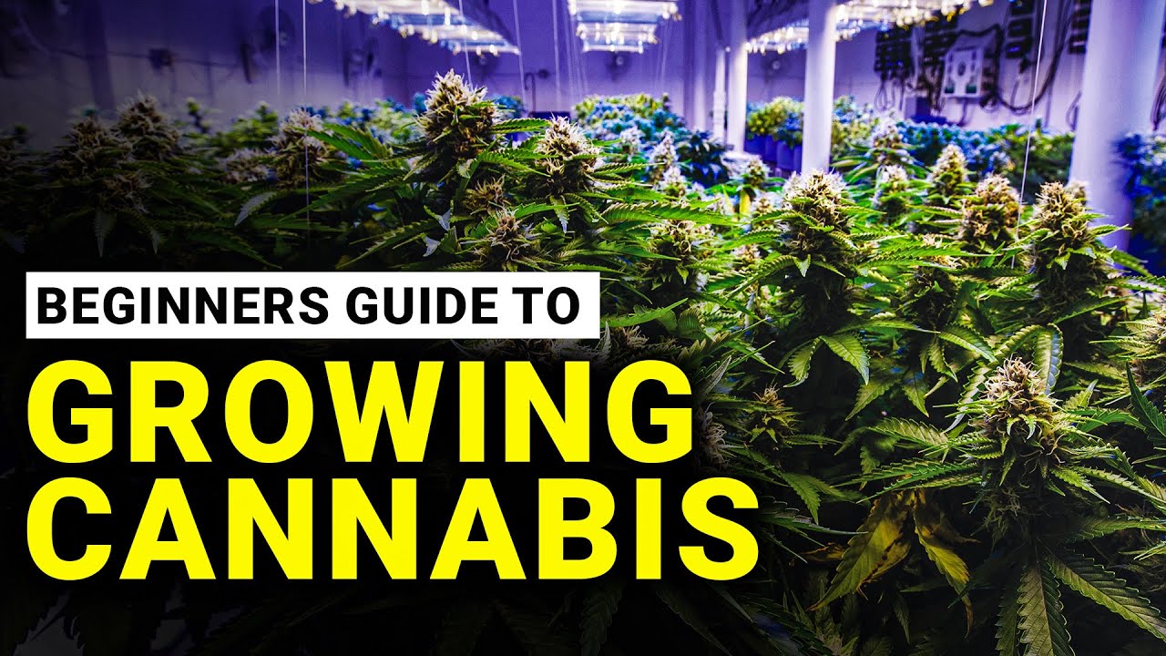 HOW TO GROW WEED: EASY COMPLETE GUIDE FOR BEGINNERS CANNABIS