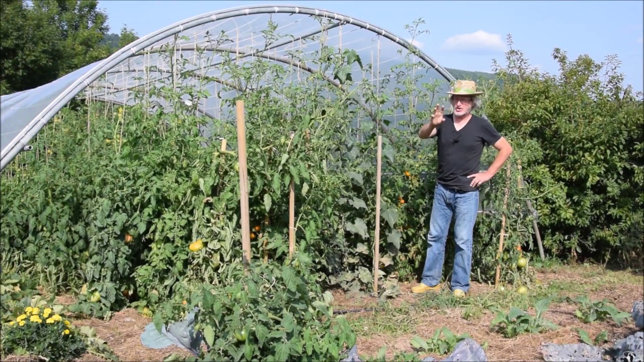 Le Potager du Paresseux : tomates - comment mieux maîtriser le mildiou sans traiter (24 août 2017)