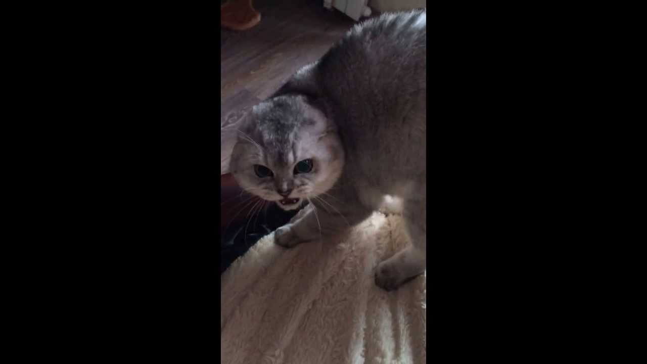 Кот испугался косметической маски на лице))))))