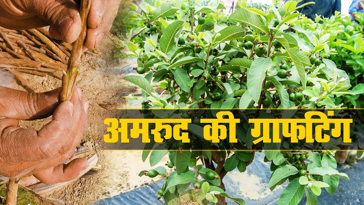 Wedge Grafting in Guava (अमरूद की वेज ग्राफ्टिंग)