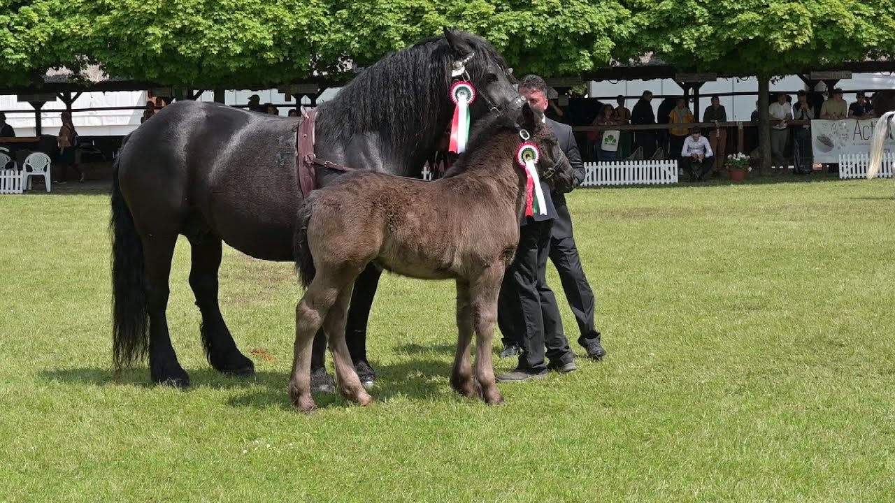 Visszatekintő – Ma is népszerű a hidegvérű fajta