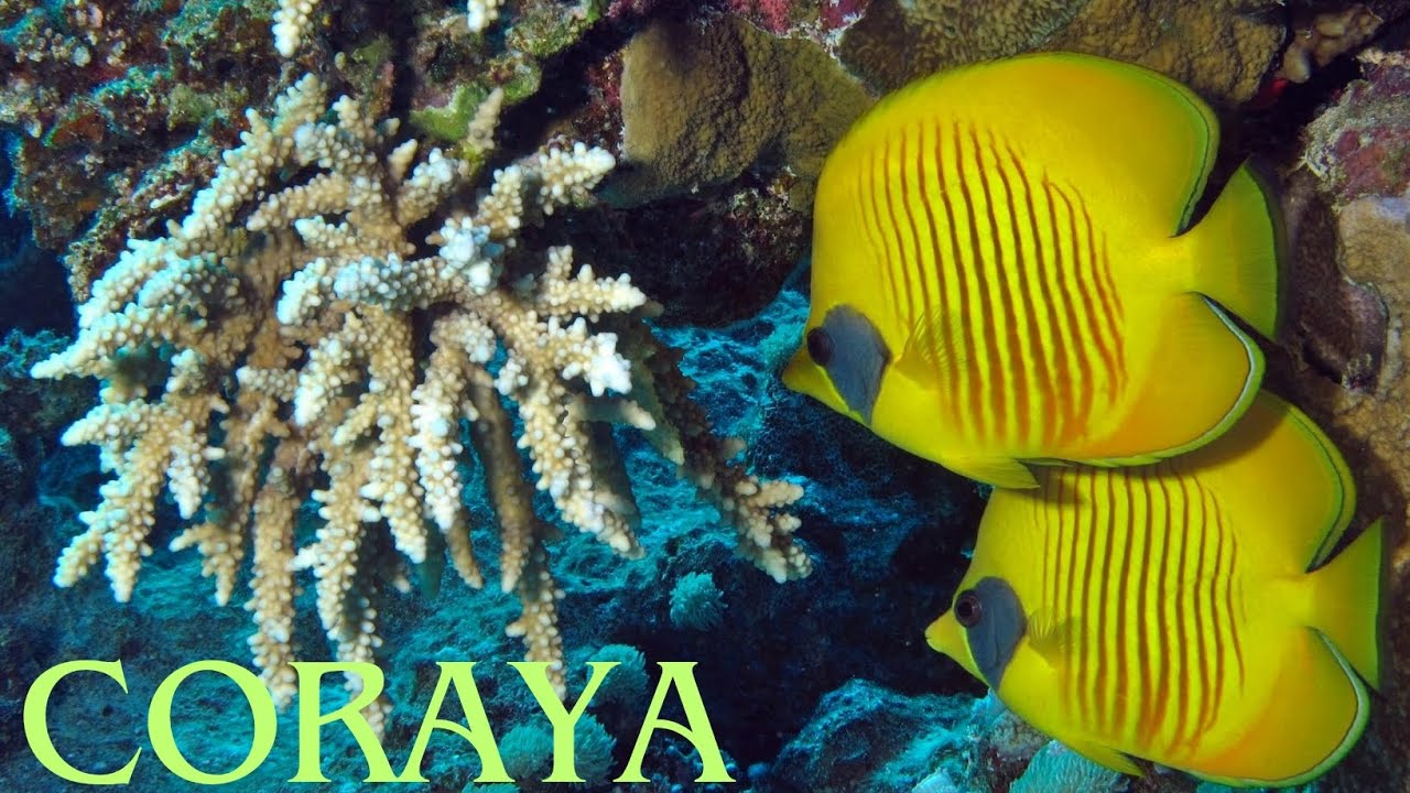 Snorkeling in Coraya Bay | Marsa Alam
