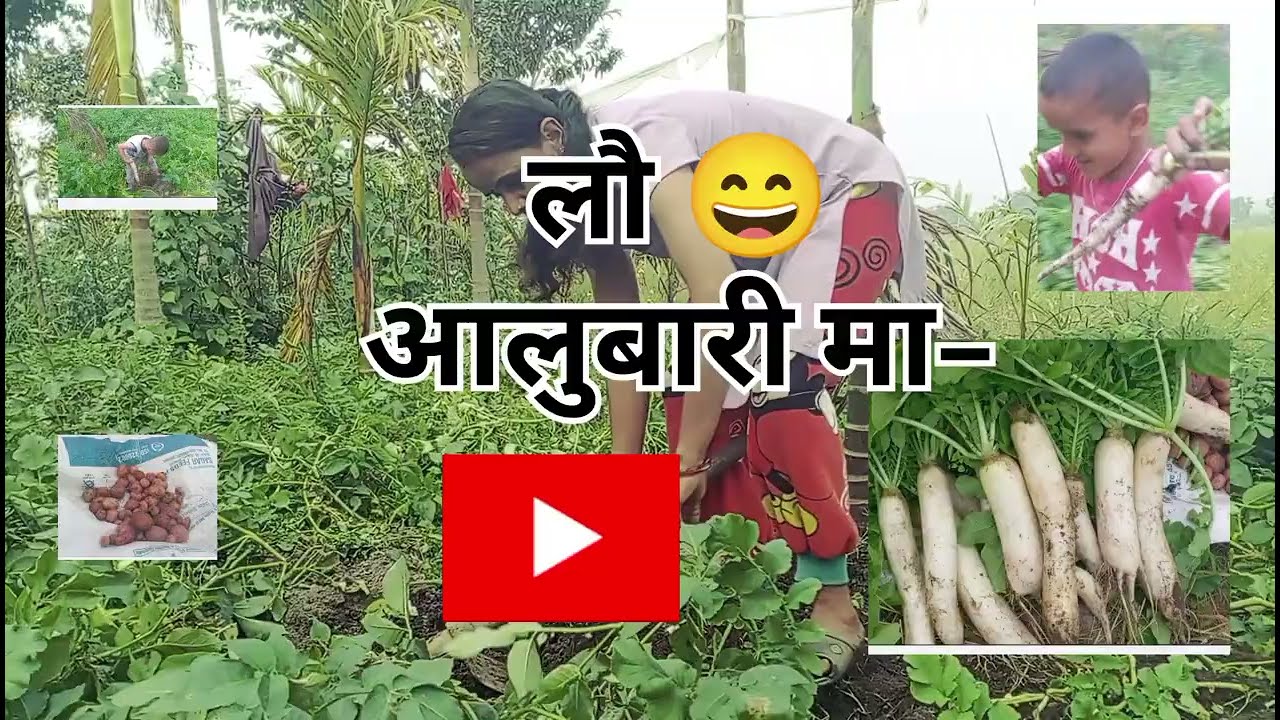 आलुबारीको मेहनत र मजा 🤣 | नेपाली गाउँ भ्लग