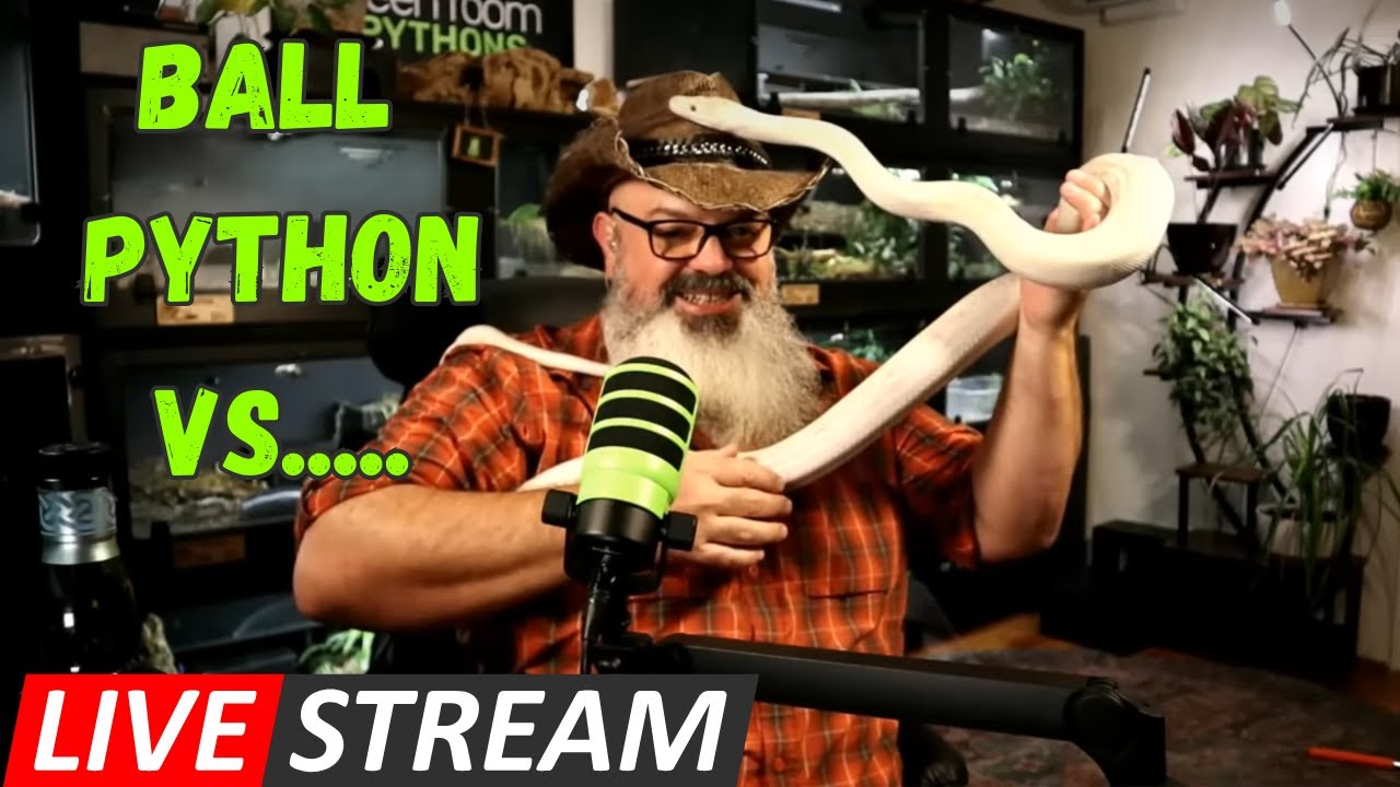Livestream: 