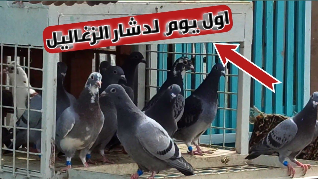 اول يوم لدشار الزغاليل الزاجل(مجانين)😂