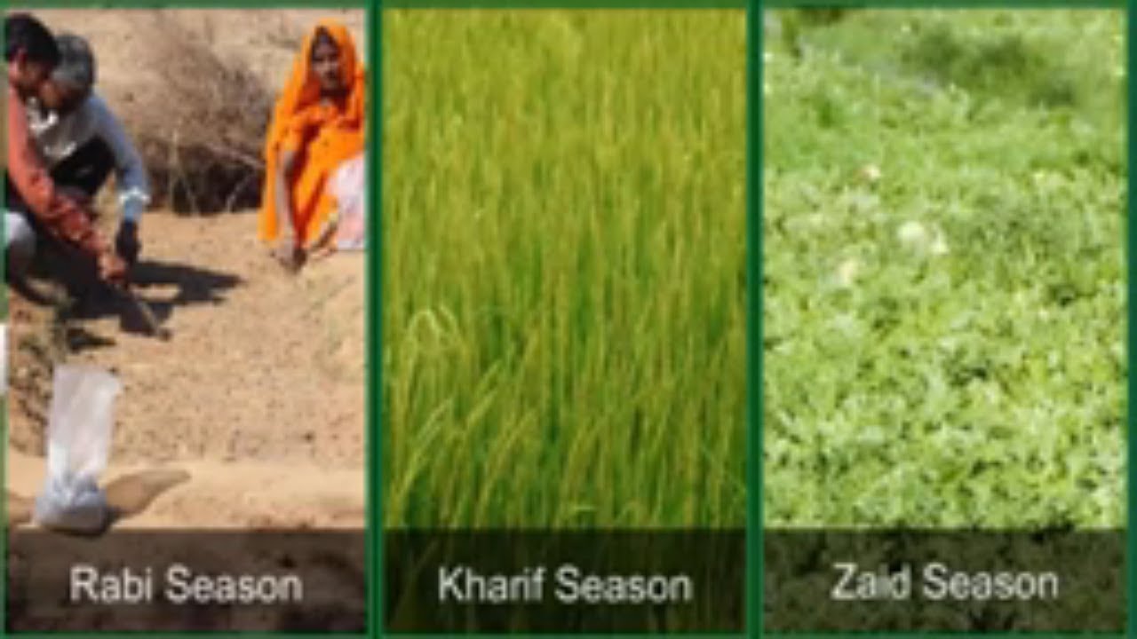 CBSE Class 10 Geography - 4 || Agriculture || Full Chapter || By Shiksha House