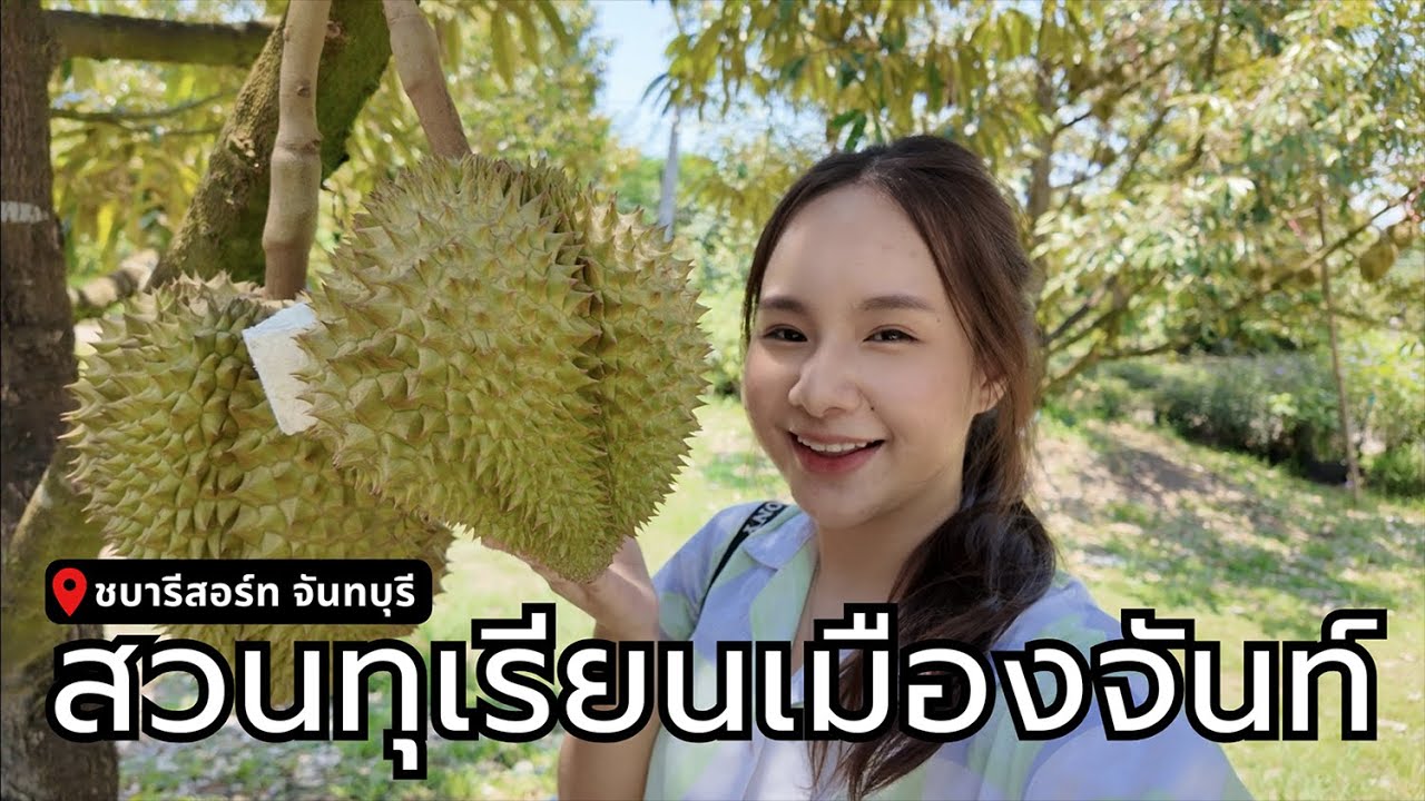 บุกสวนทุเรียนเมืองจันท์ ดูทุเรียนพันธุ์หายาก กินทุเรียนในห้องแอร์(กลางสวน)? | ชบา รีสอร์ท จันทบุรี