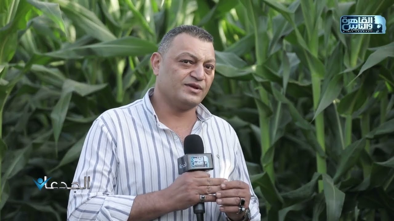 محمد شرف: هجين الذرة جولد 21 يحظى بشعبية كبيرة بين مزارعي الصعيد