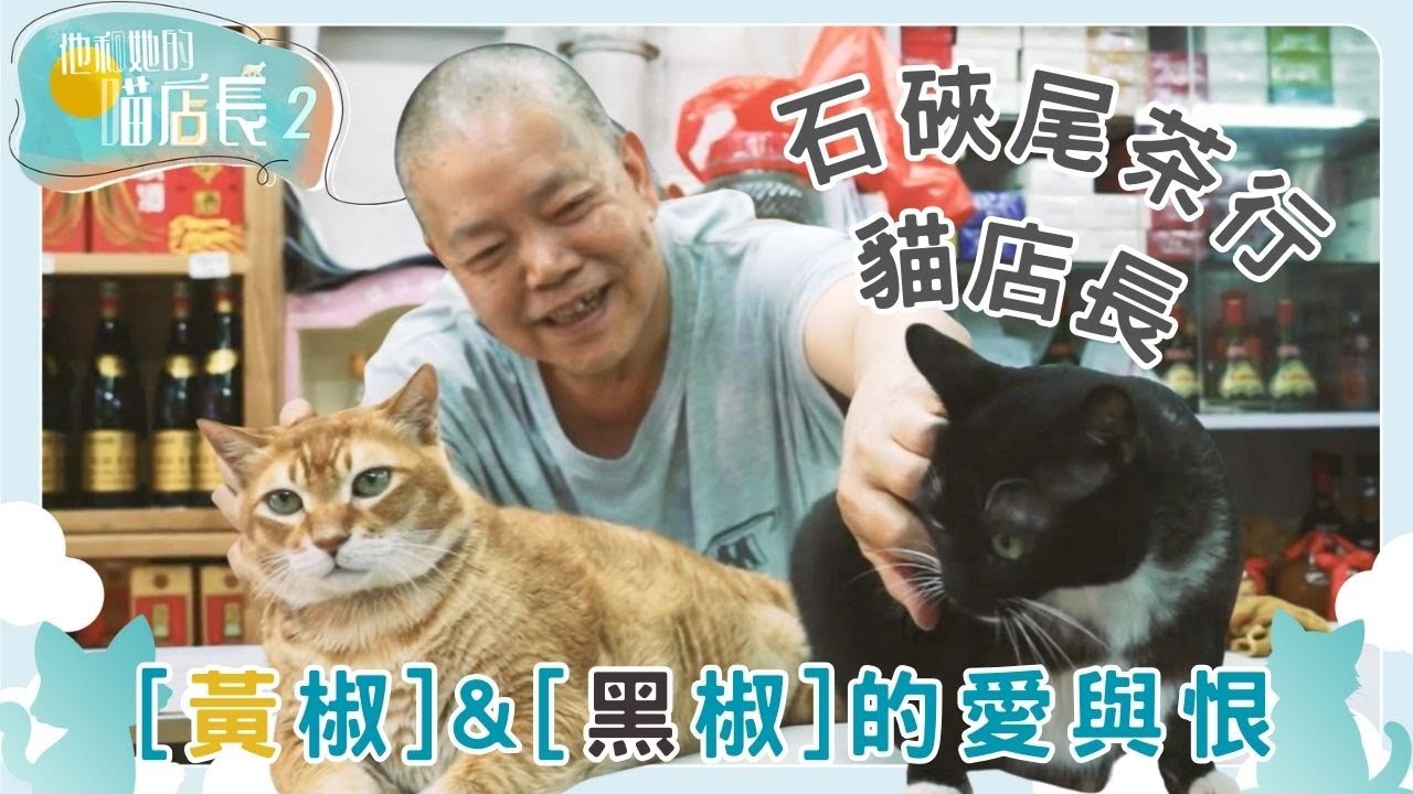 石硤尾老茶行貓貓 黃椒與黑椒的生活趣事｜他和她的喵店長 2｜炎明熹｜貓｜TVB | Gigi
