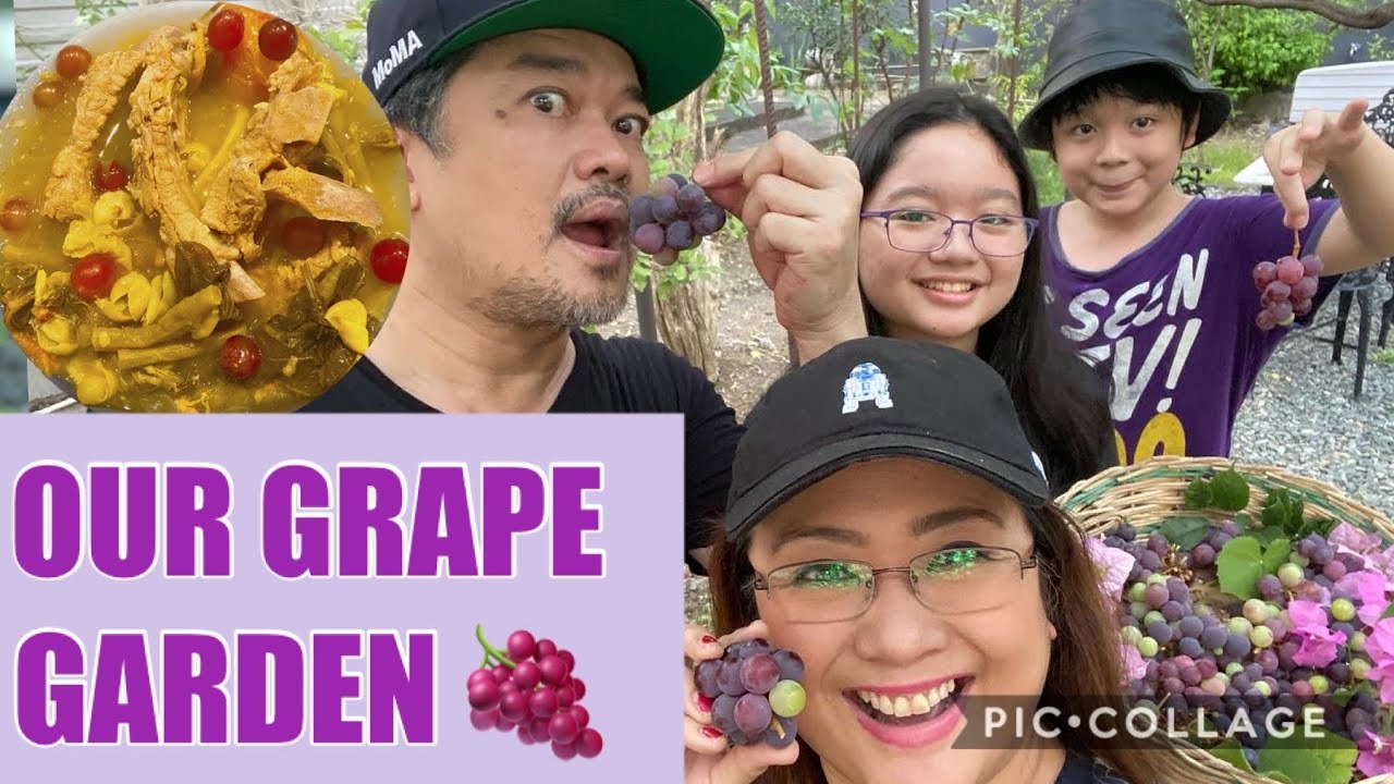 OUR GRAPE GARDEN : NAGHARVEST & NAGLUTO NG GRAPES SINIGANG 🍇 YUM ! #QuaranTinTinDiaries #206
