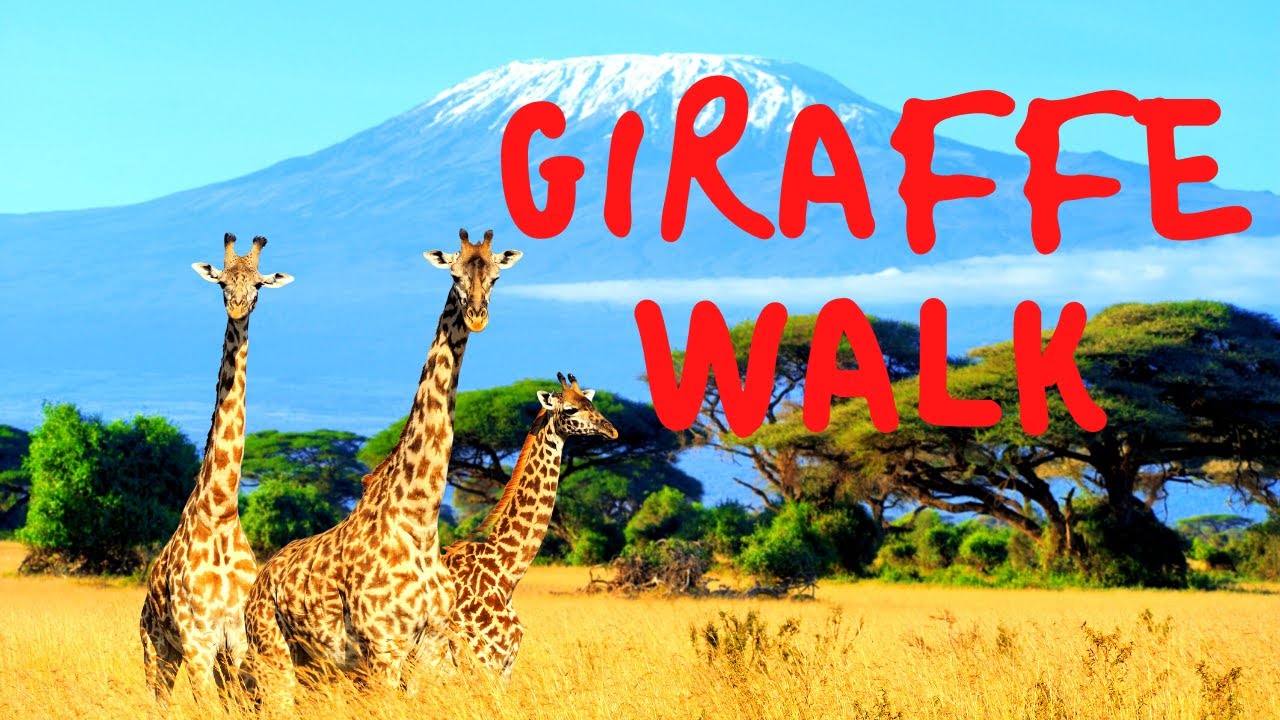 Giraffe Walk | 30 Minute Scenic Walking Workout