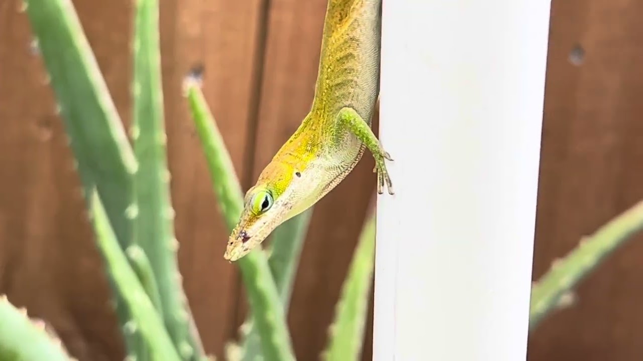 gecko lizard organism