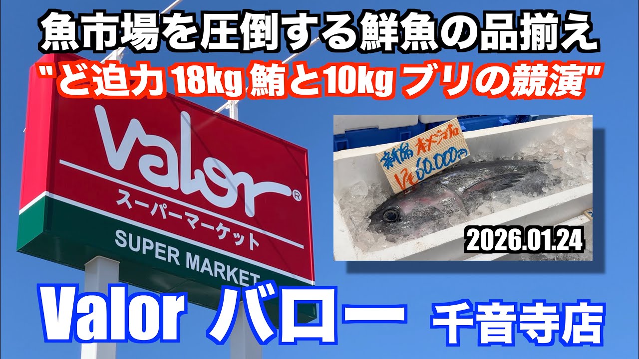 【Valor バロー 千音寺店 ど迫力18kgマグロと10kgブリの競演 魚市場を圧倒する鮮魚の品揃え】あばお 海鮮ちゃんねる #452 2026.01.24