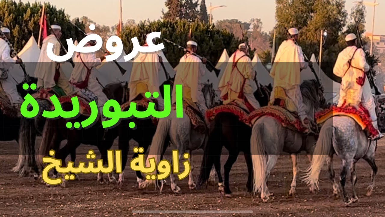 التبوريدة: مهرجان الزيتون في زاوية الشيخ – عرض الفروسية والفرح
