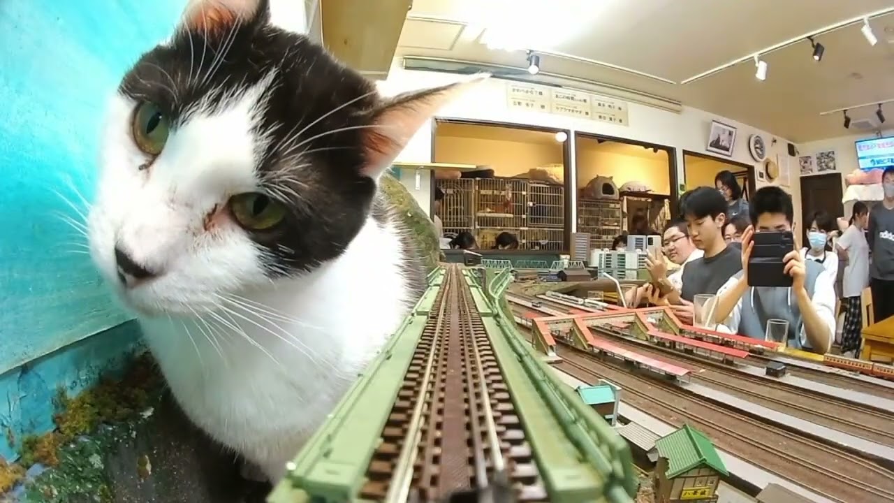 懐かしい動画🎥この猫たちを覚えてますか？A nostalgic video! Remember these cats?