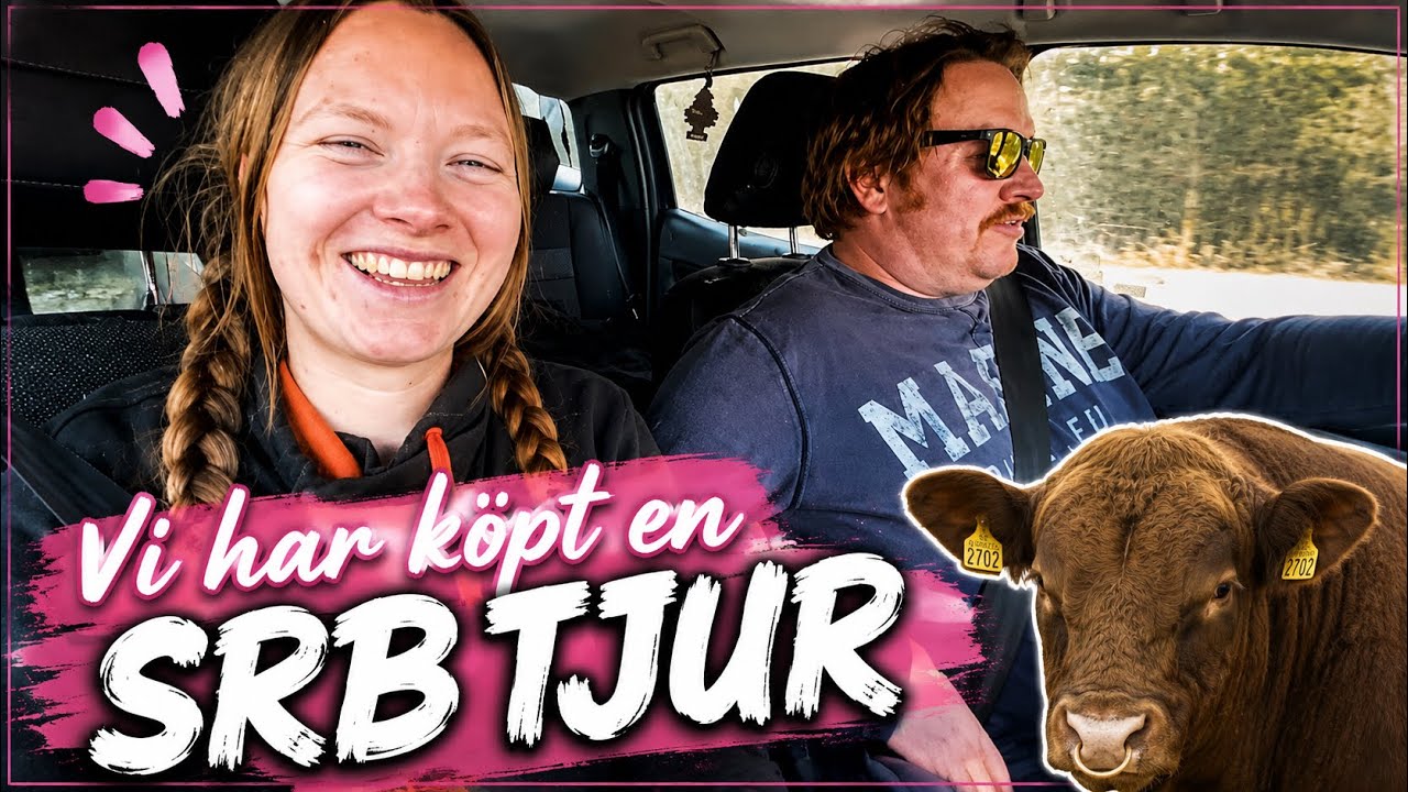 Vi köper en TJUR 🐂 - Vlogg 157