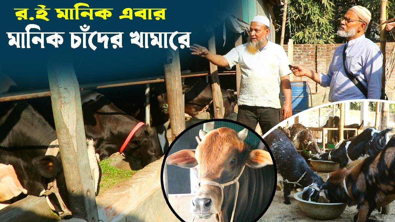 1272-র.ই মানিক এবার মানিক চাঁদ এর খামারে, প্রান্তিক কৃষকের গরুর খামার R.I Manik.Chitrapuri Krishichi