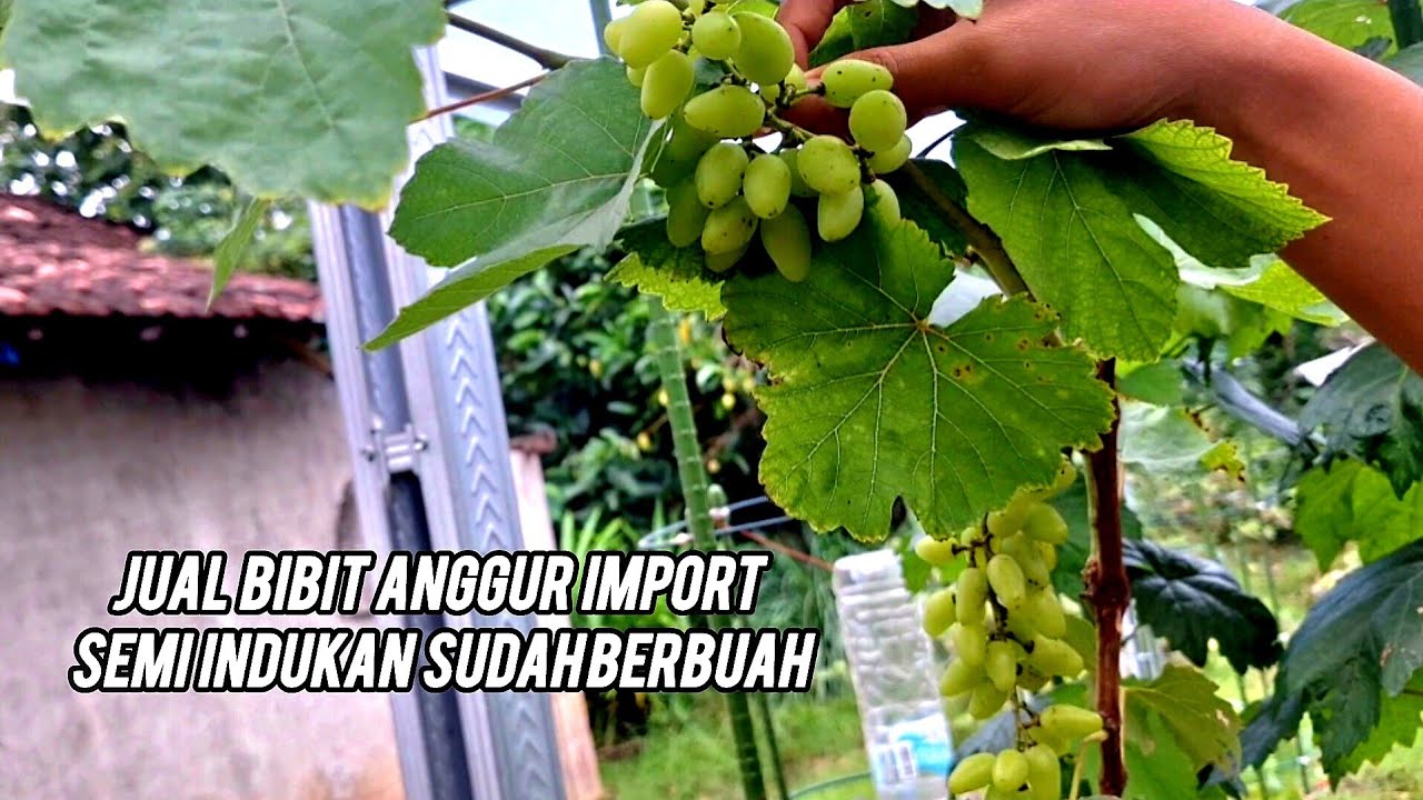 16 Maret 2026