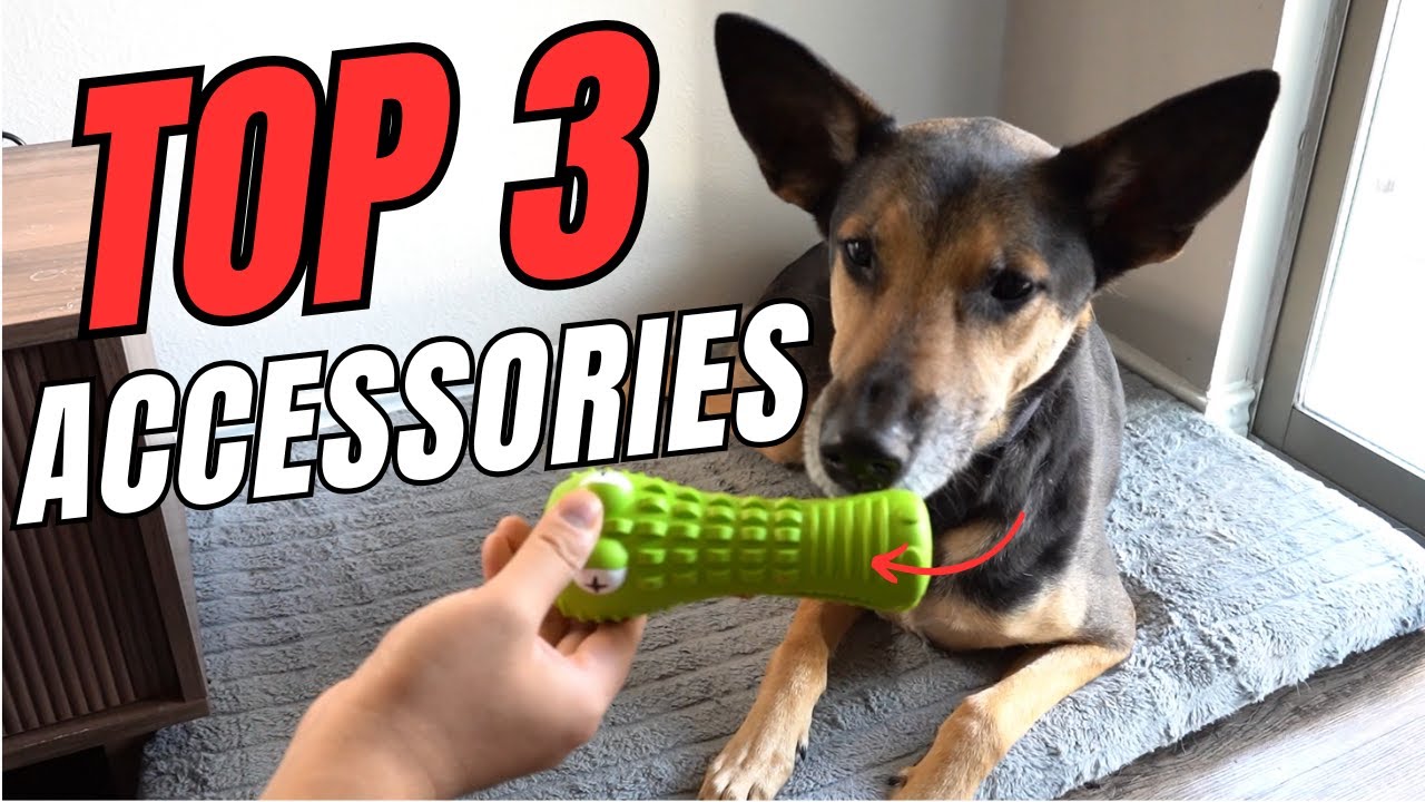 Top 3 Dog Accessories Every Dog Owner Needs in 2026 | Must-Have Dog Gear