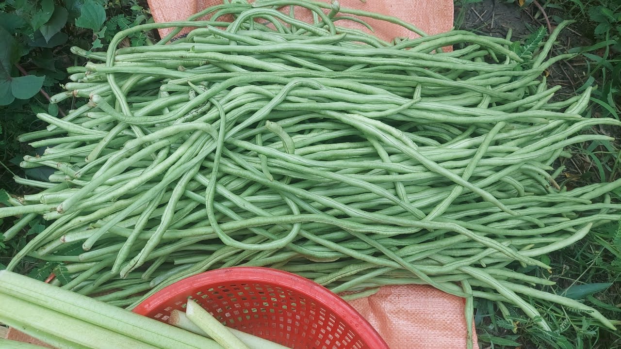 CUỘC SỐNG CỦA NGƯỜI NÔNG DÂN MIỀN TÂY.