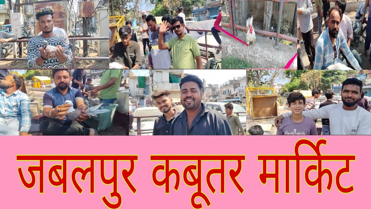 जबलपुर कबूतर मार्किट #pigeon #jabalpurmarket #kabutar #youtubevideo #viralvideo #kabutarvala 