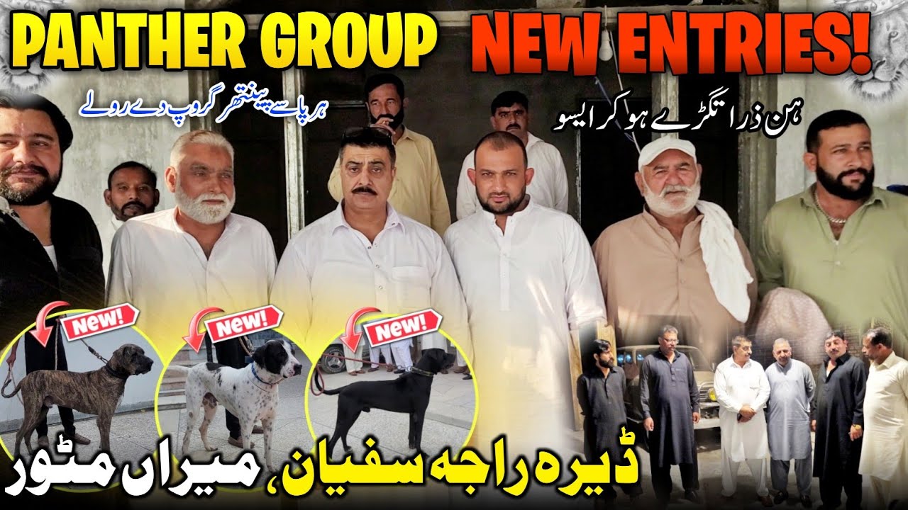 Blockbuster New Entries in Panther Group 😍 Dera Raja Safyan Matoor || Family Vlog