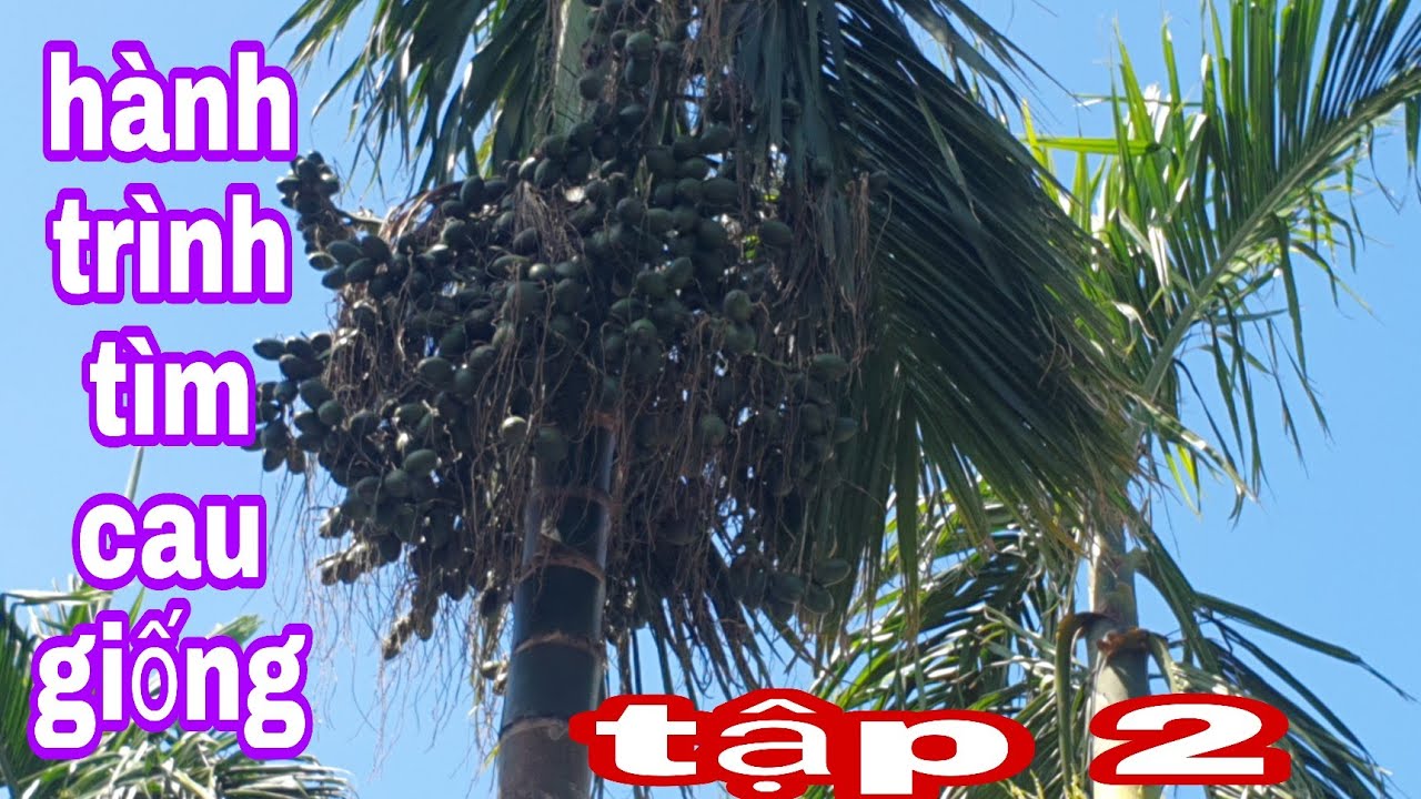 thăm vùng cau lão thủy nguyên tập 2