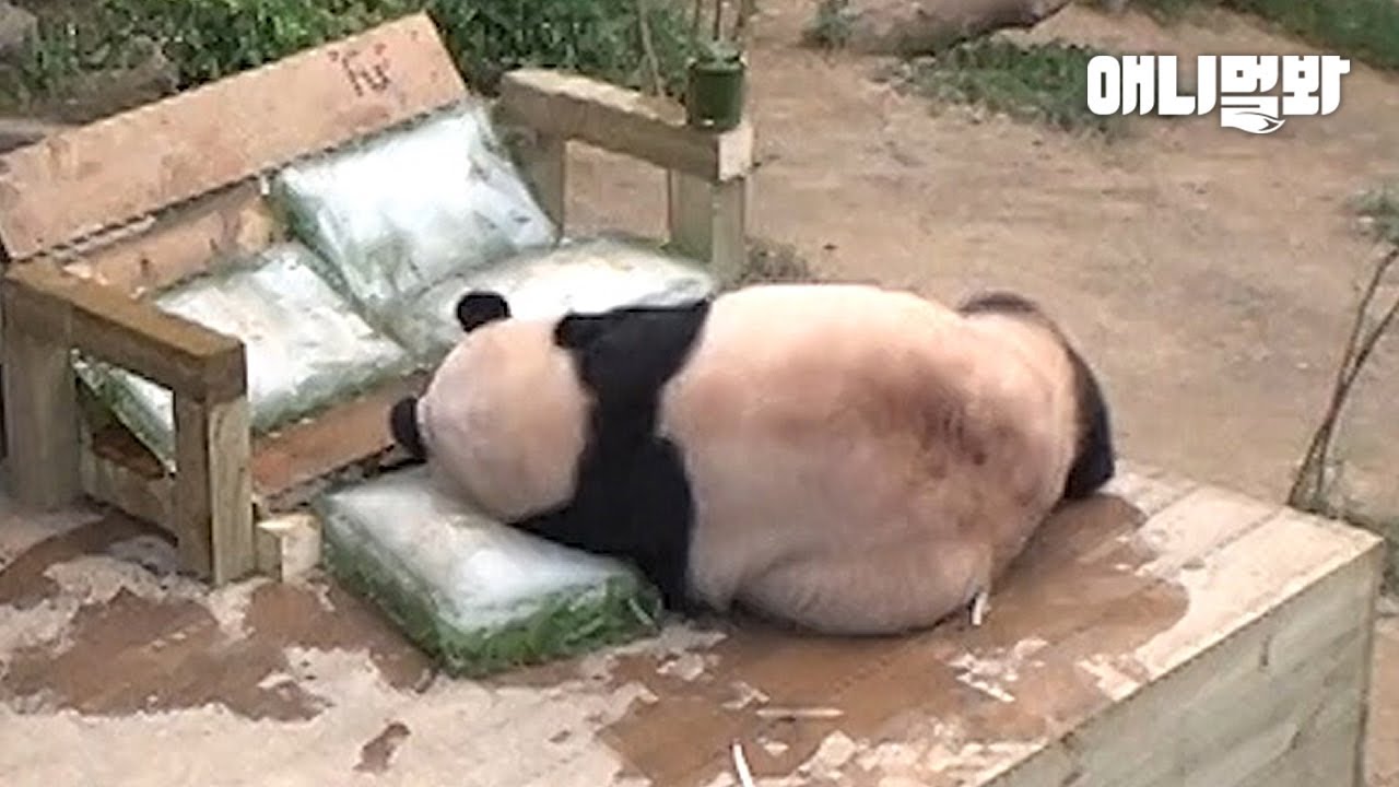 푸린세스 푸바오에게서 우리 아빠의 뒷모습이..l How a Panda Beats the Heat