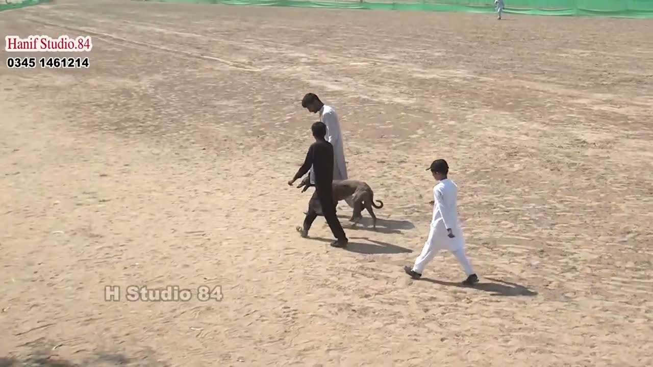 Coursing Race round 4 Yar Badsha Dhuryana coursing club Dhori 6 Mar 2026