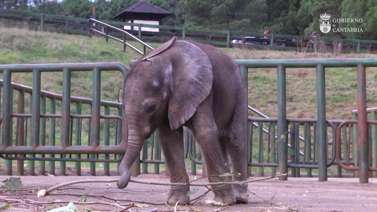 Nace un nuevo elefante en el Parque de la Naturaleza de Cabárceno