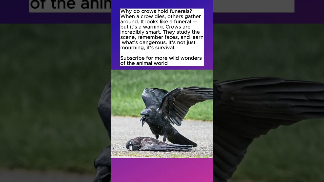 Crows Hold Funerals &mdash; But Not for the Reason You Think!